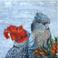 SOLD "Cockatoo Capers 2" The native Australian Gang Gang Black Cockatoos. Acrylic on canvas. *Fine art prints also available