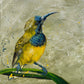 FOR SALE "The Spectacular Little Olive-Backed Sunbird" Acrylic on canvas.