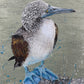 FOR SALE "The Blue-Footed Booby Bird", native to the eastern Pacific Ocean. Acrylic on canvas