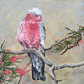 FOR SALE "The Gorgeous Pink Galah with Pink Grevillea", Both Native to Australia. Acrylic on canvas