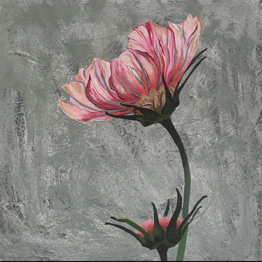 SOLD "Pink", Native pink Paper Daisy, acrylic on canvas. Size: H 40.5cm x W 40.5cm x H 3.5cm