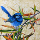 SOLD "The Splendid Chap", the male Splendid Fairy Wren in breeding season. *Fine Art Prints available