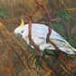 SOLD Sulphur-Crested Cockatoo in Bushland, acrylic on art paper, size (unframed): 30 x 42cm, A3