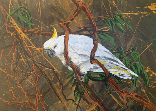 SOLD Sulphur-Crested Cockatoo in Bushland, acrylic on art paper, size (unframed): 30 x 42cm, A3
