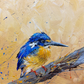 SOLD -Fine Art Prints available "The Little Azure Kingfisher" native to Australia