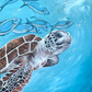 SOLD Green Sea Turtle with Fish, acrylic on canvas. Size: 41cm x 51cm