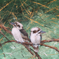 SOLD - Twin Baby Kookaburras 2, acrylic on canvas. Size 61cm x 76cm
