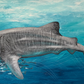 SOLD Freedom, the stunning Whale Shark. acrylic on canvas. Size: L 61cm x W 122cm